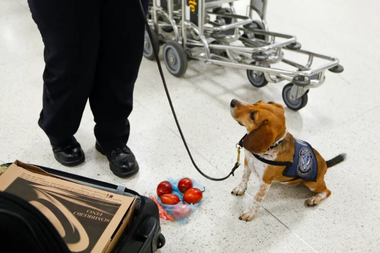 My Dog Never Barks: Is That Normal?