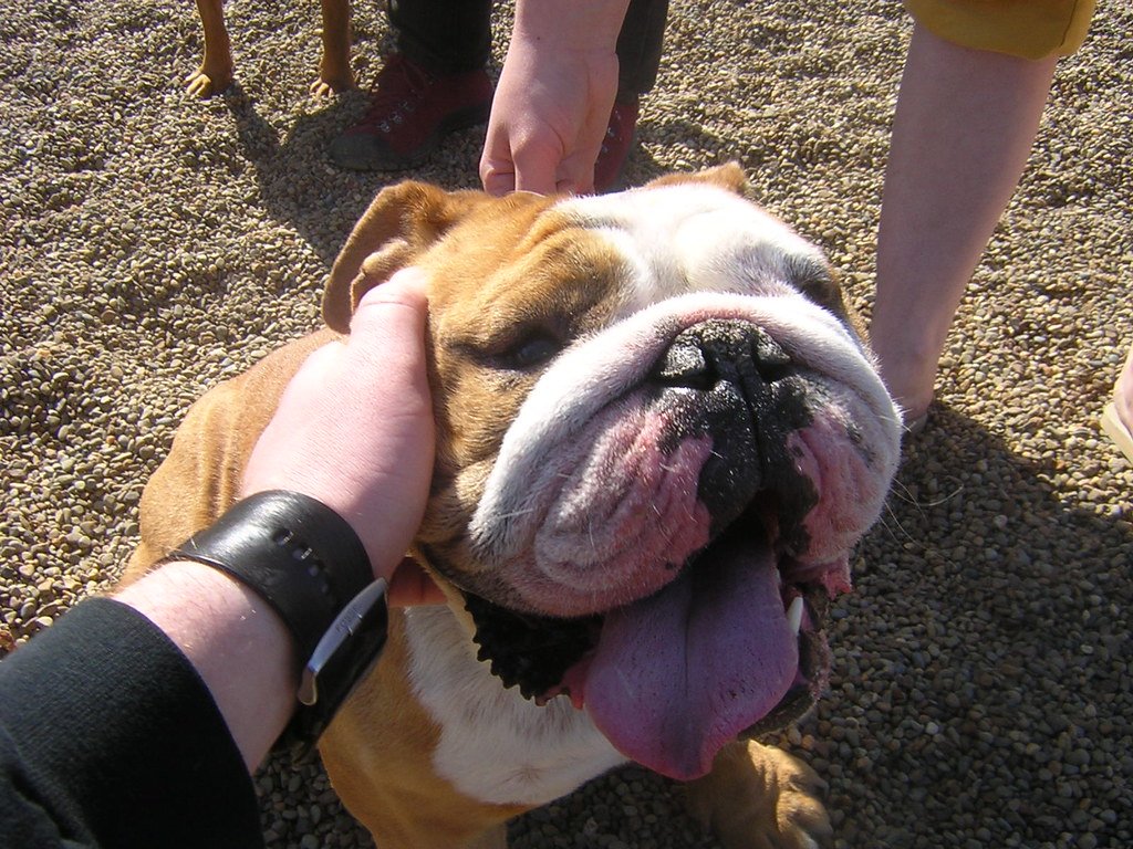 Bulldog: The Compact Drool Machine (image credits: flickr)
