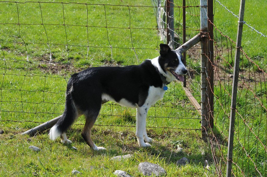 Border Collie: The Workaholic (image credits: flickr)