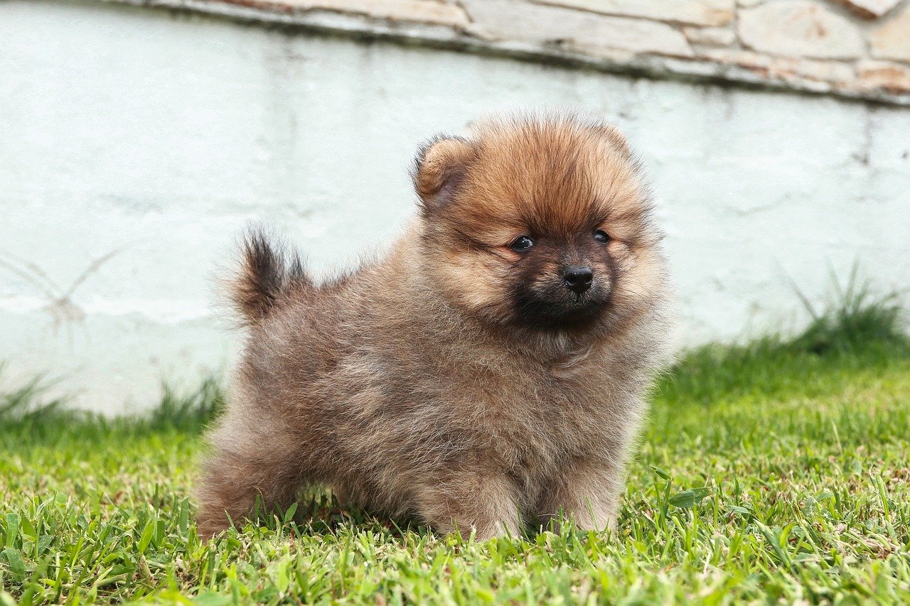 Pomeranian: The Fluffy Firecracker (image credits: pixabay)