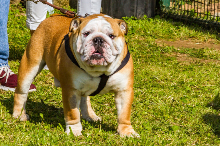 The Dark Side of 12 Dog Breeds That Social Media Loves