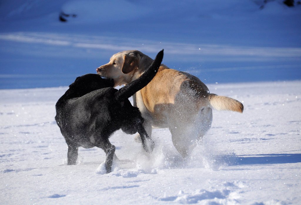 Labrador Retriever: The Friendly Powerhouse (image credits: flickr)