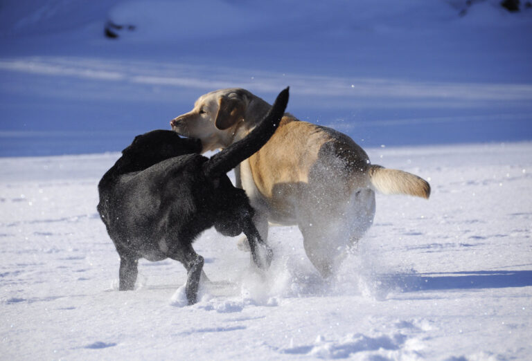 10 Dogs That Need More Space Than You Can Offer