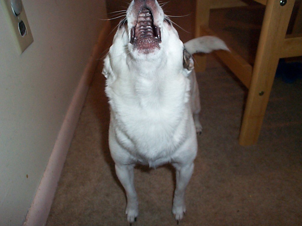 Barking Battles: The Noise Factor (image credits: flickr)