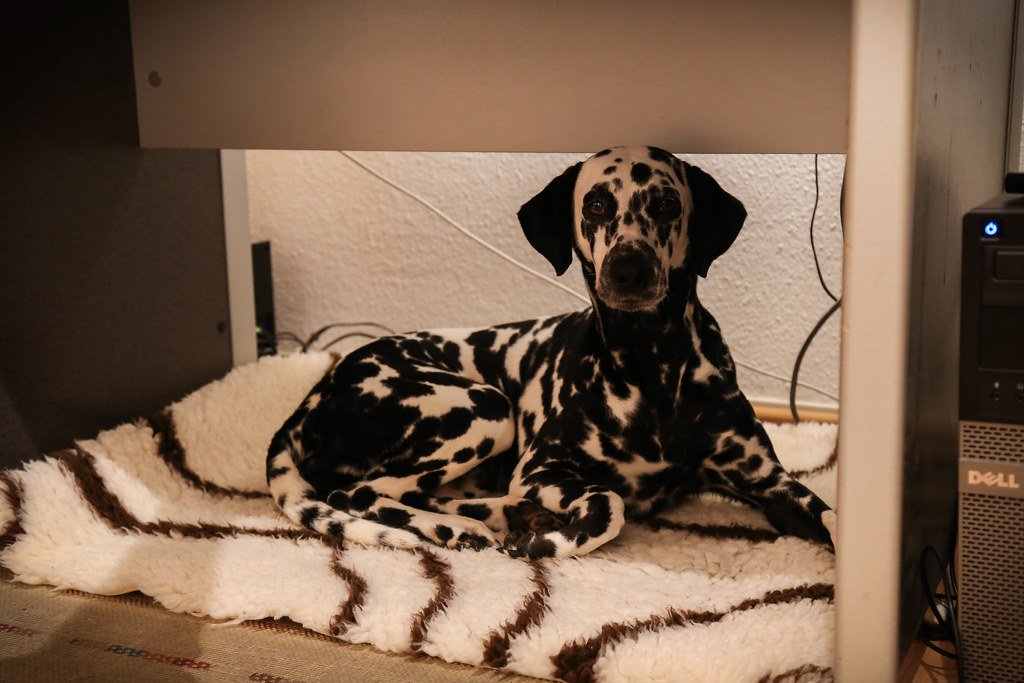 Dalmatian (image credits: flickr)