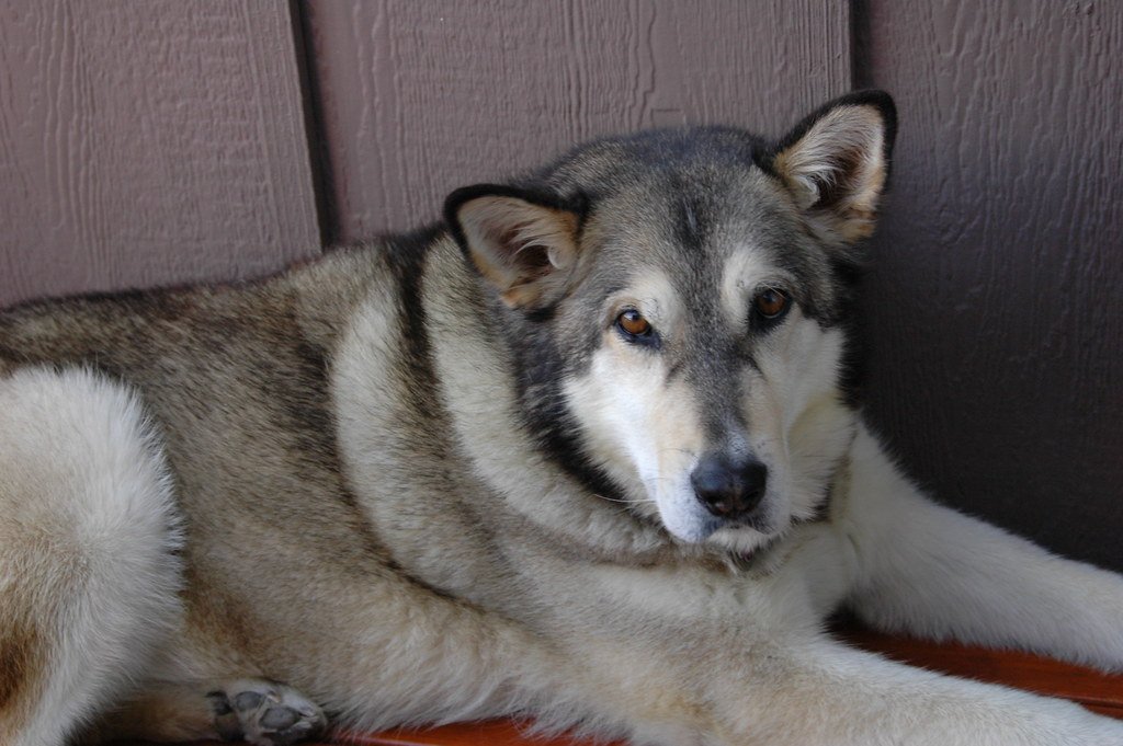 Alaskan Malamute (image credits: flickr)
