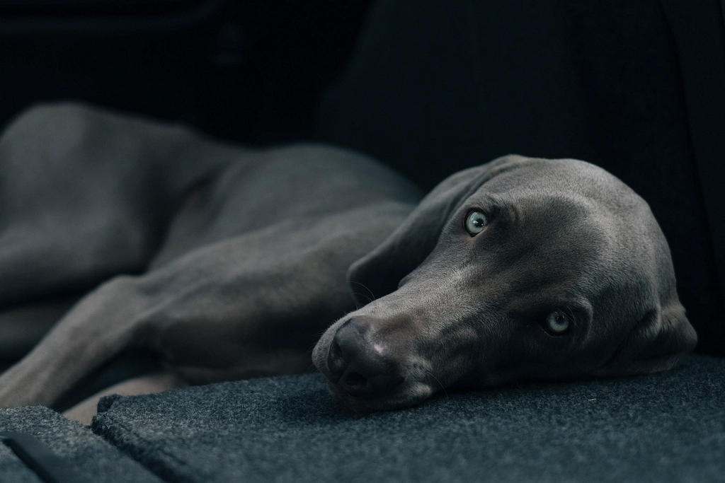 Weimaraner (image credits: rawpixel)