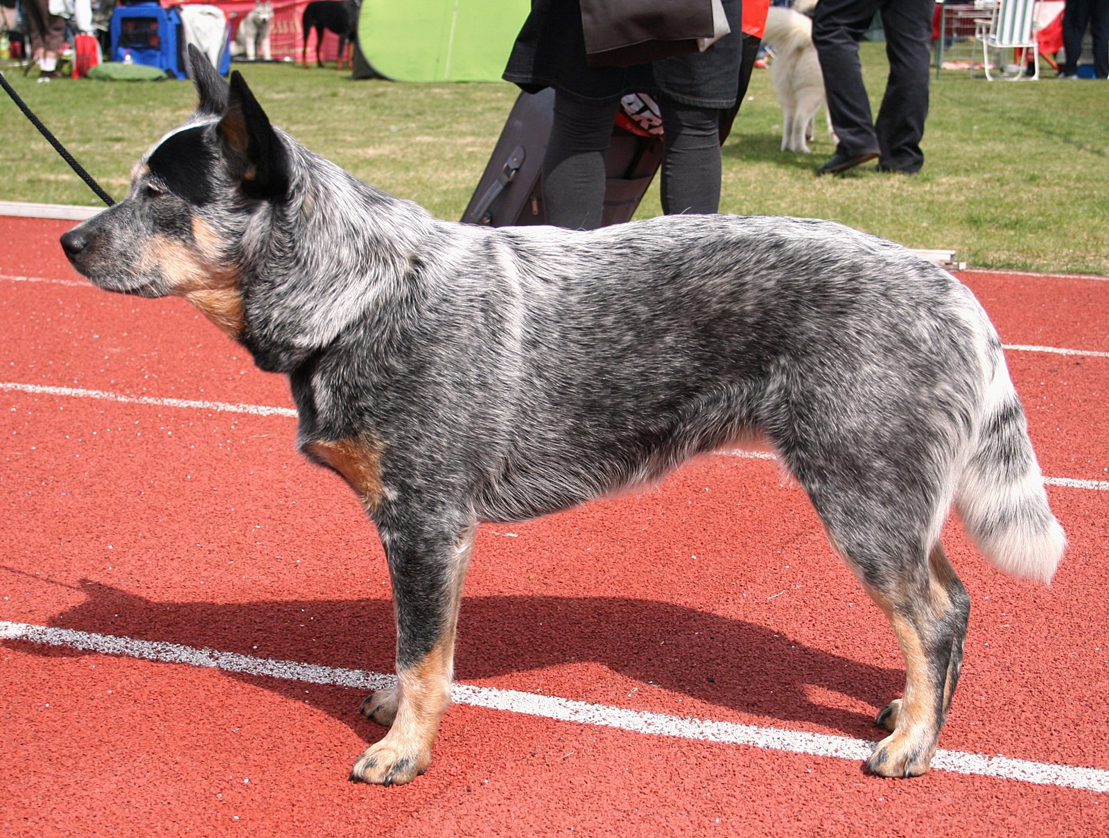 Australian Cattle Dog (image credits: wikimedia)
