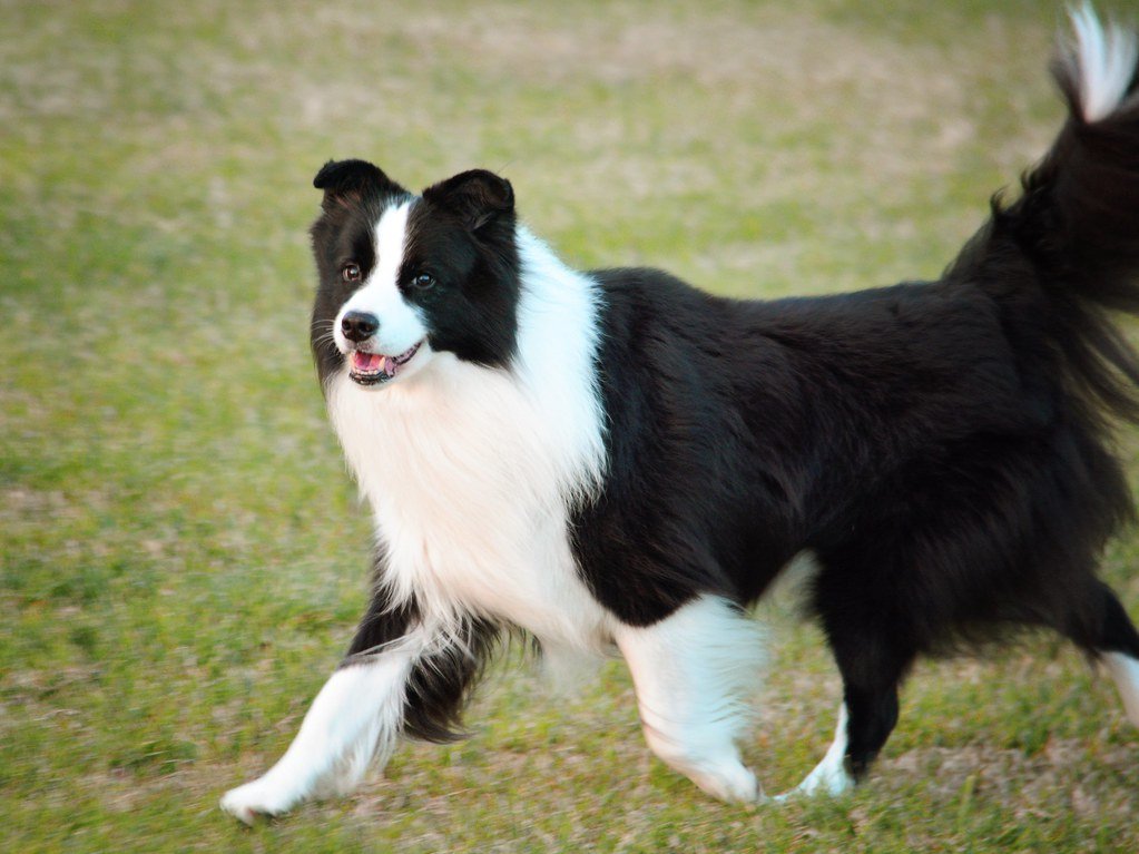 The Mind-Boggling Intelligence of Border Collies (image credits: flickr)