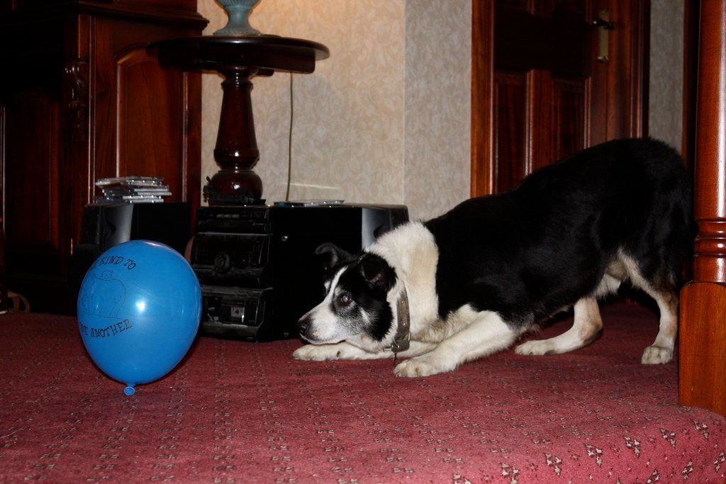 Herding Instincts That Won’t Turn Off (image credits: flickr)