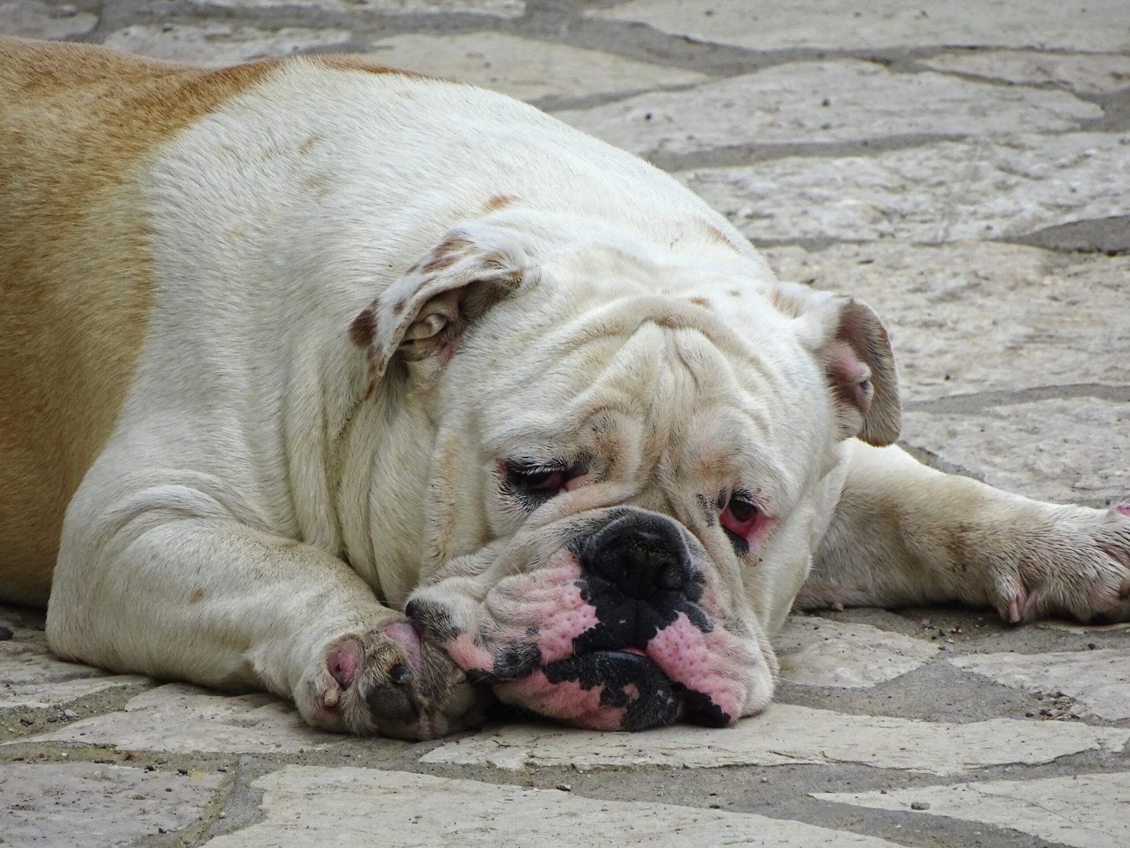 Bulldogs: The Overheating Couch Potatoes (image credits: wikimedia)