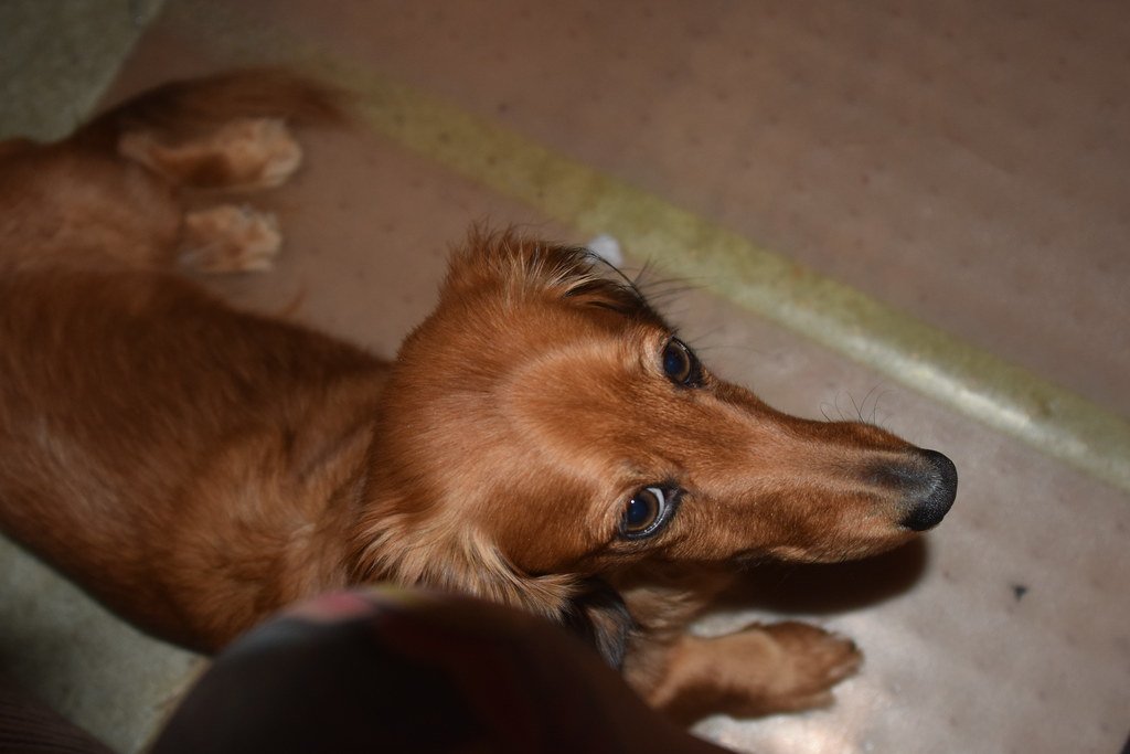Dachshunds: The Stubborn Burrowers (image credits: flickr)