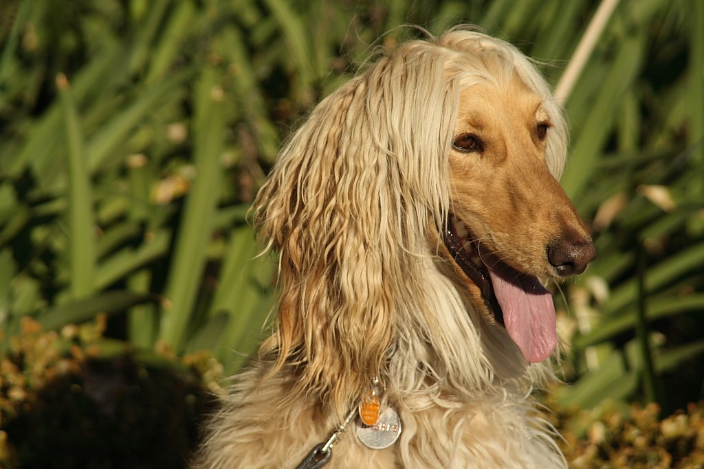 Afghan Hound (image credits: wikimedia)