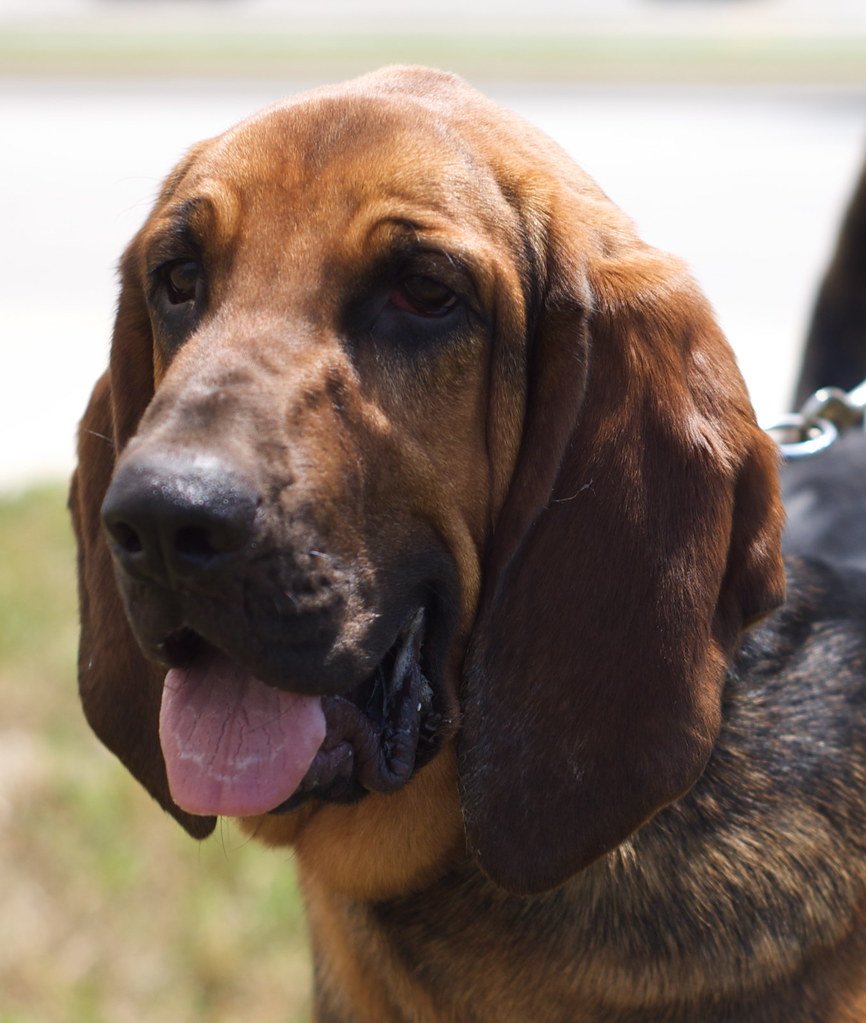 Bloodhound (image credits: flickr)
