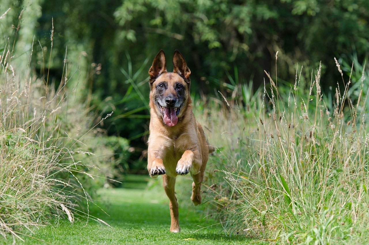 Poor Recall: When “Come Here” Means “Catch Me If You Can” (image credits: pixabay)