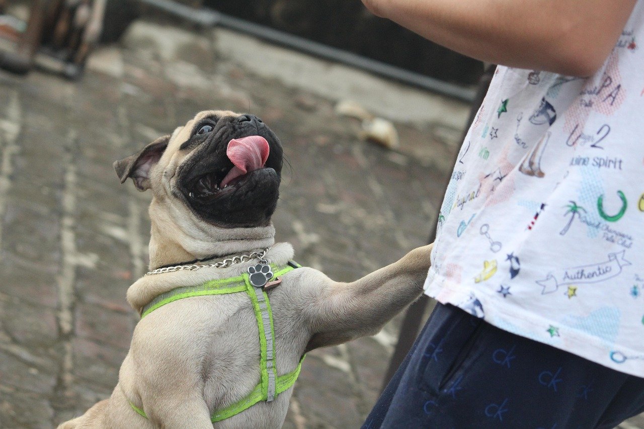 Jumping Up: The Unwanted Welcome Party (image credits: pixabay)