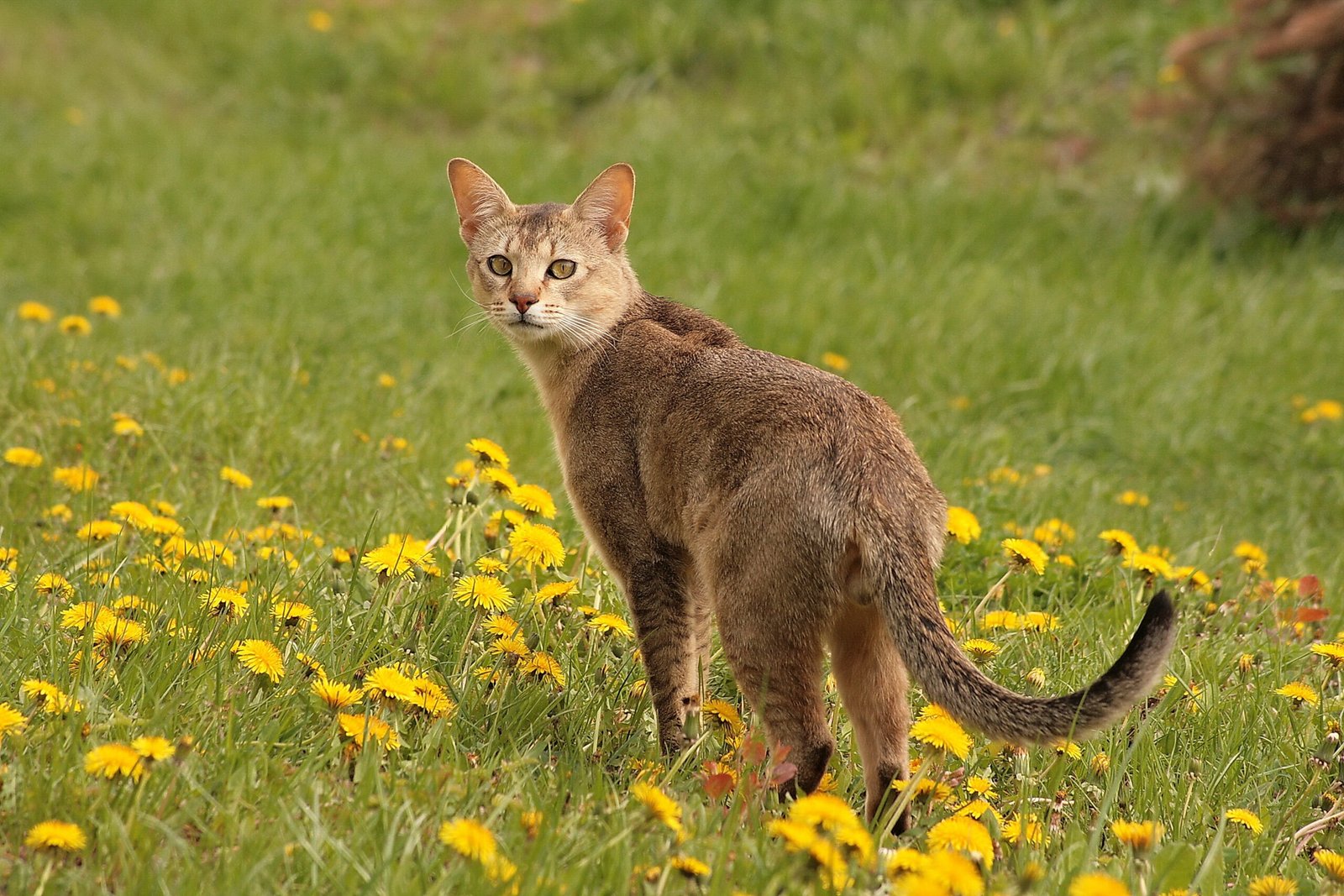 Chausie (image credits: wikimedia)