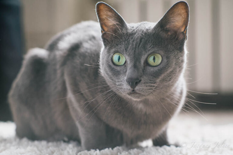 8 Aggressive Cat Breeds That Should Never Be Around Kids