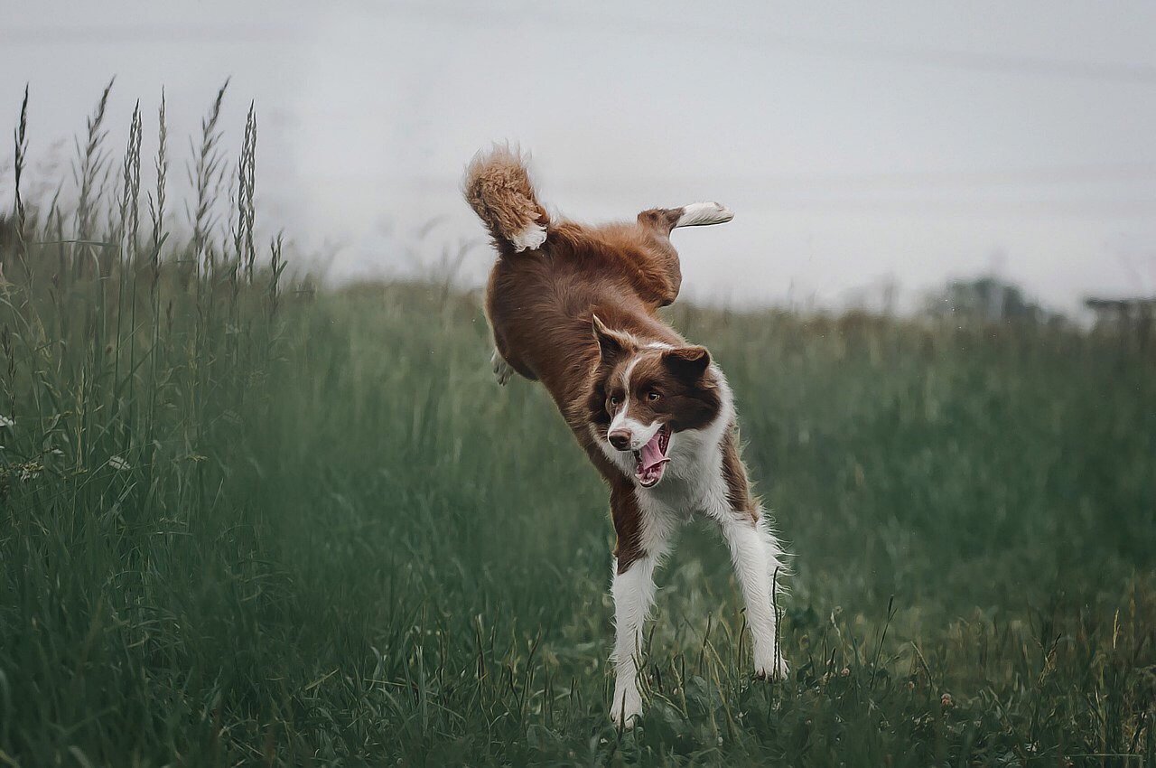 Border Collie: The Overachiever Out of Place (image credits: pixabay)