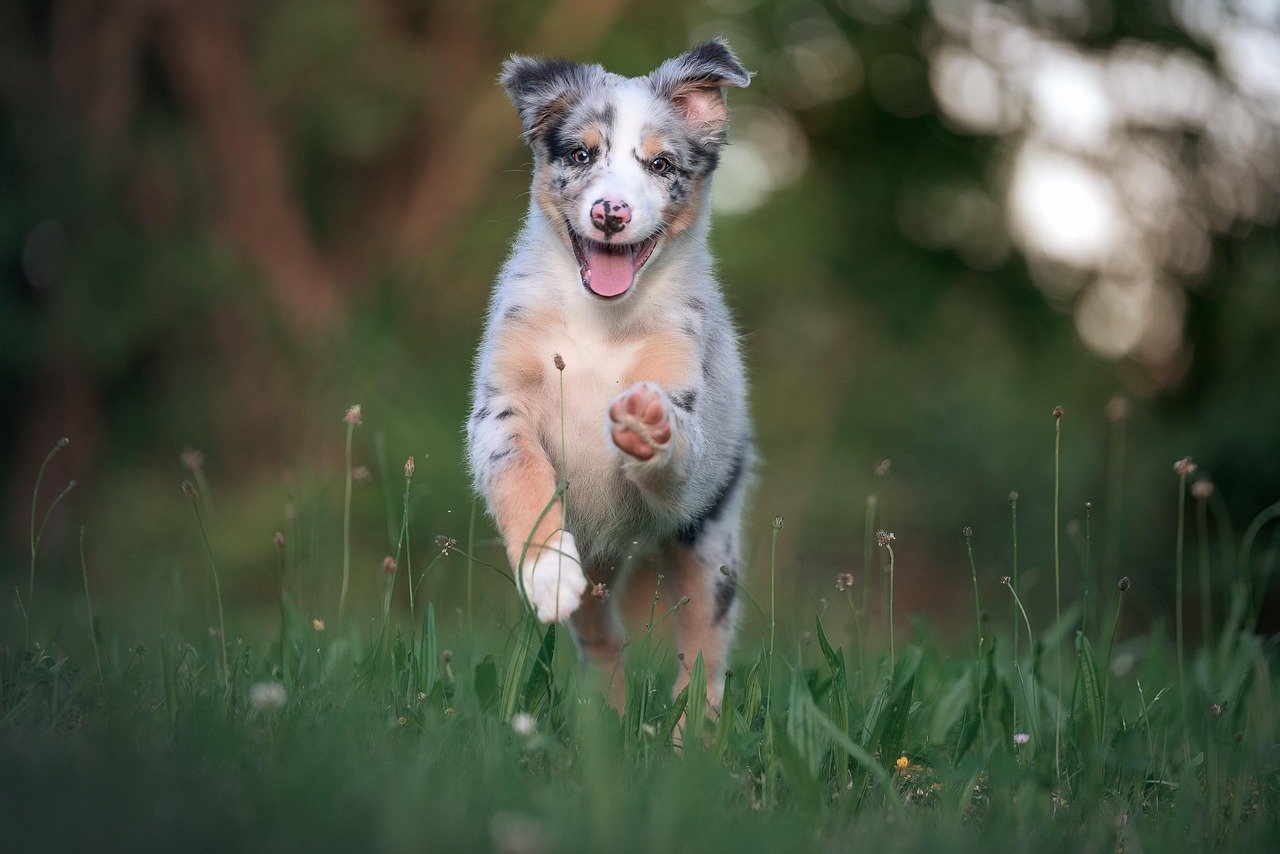 Australian Shepherd (image credits: pixabay)
