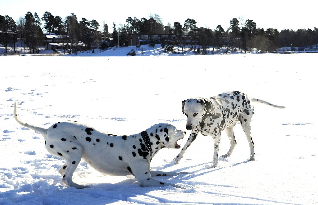 Dalmatian (image credits: flickr)