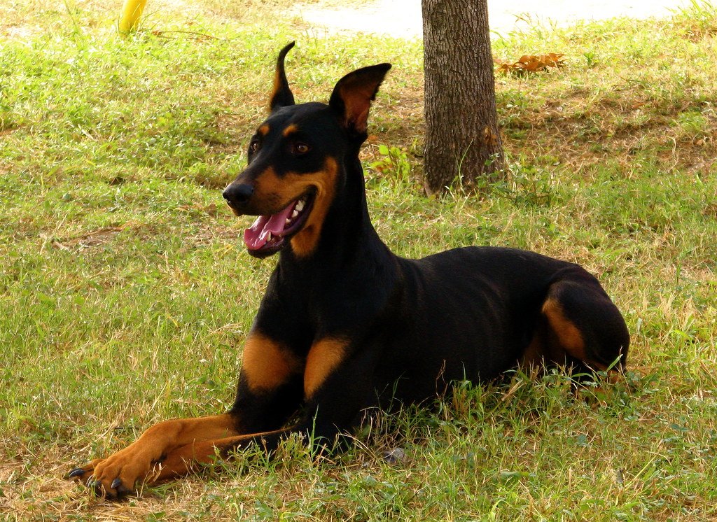 Doberman Pinscher (image credits: flickr)