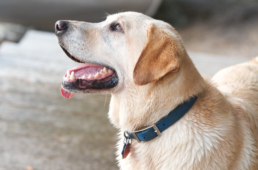 Labrador Retriever: The Lovable Attention Seeker (image credits: flickr)
