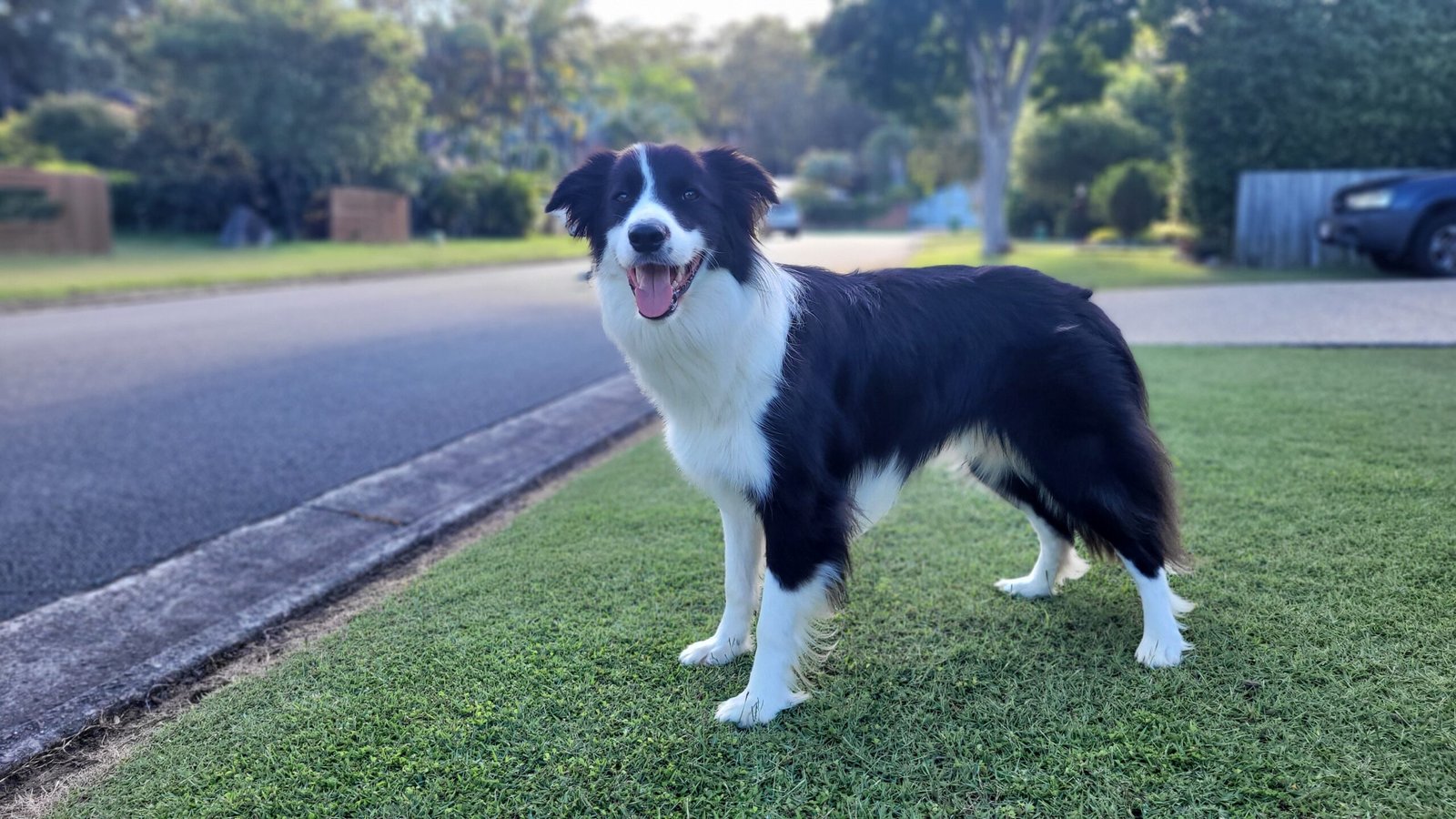 Border Collie: The Hyper-Intelligent Worrier (image credits: wikimedia)
