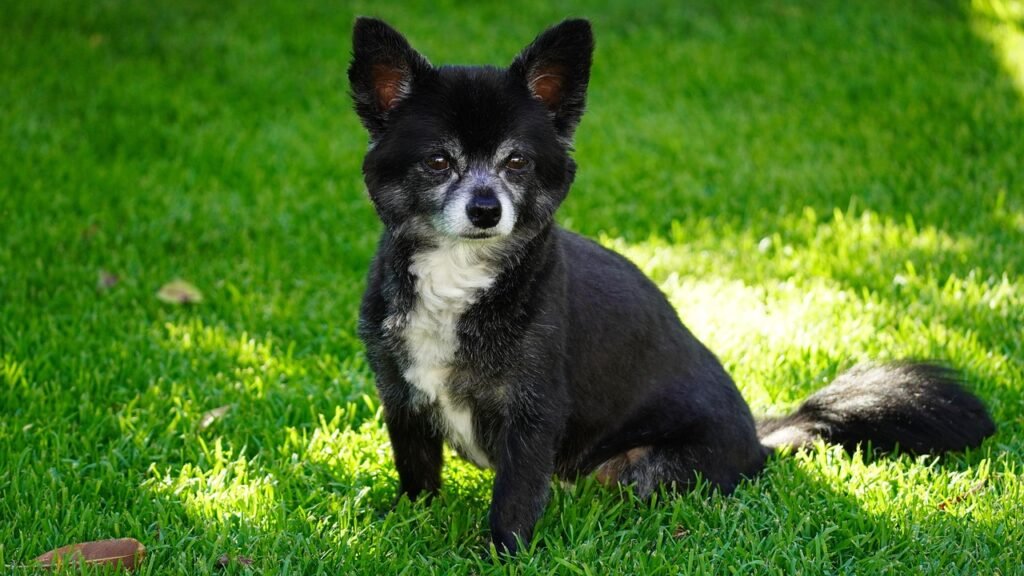 Chihuahua: The Tiny Bundle of Big Emotions