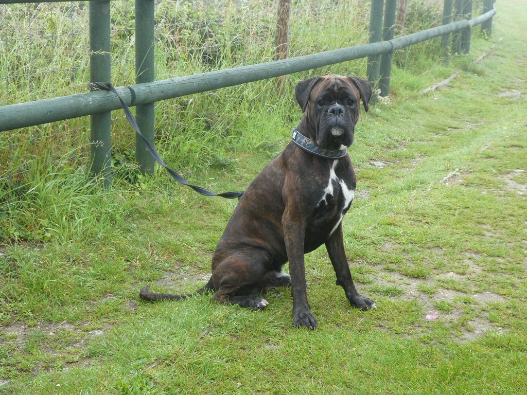 Boxer: The Clown with a Sensitive Heart (image credits: flickr)