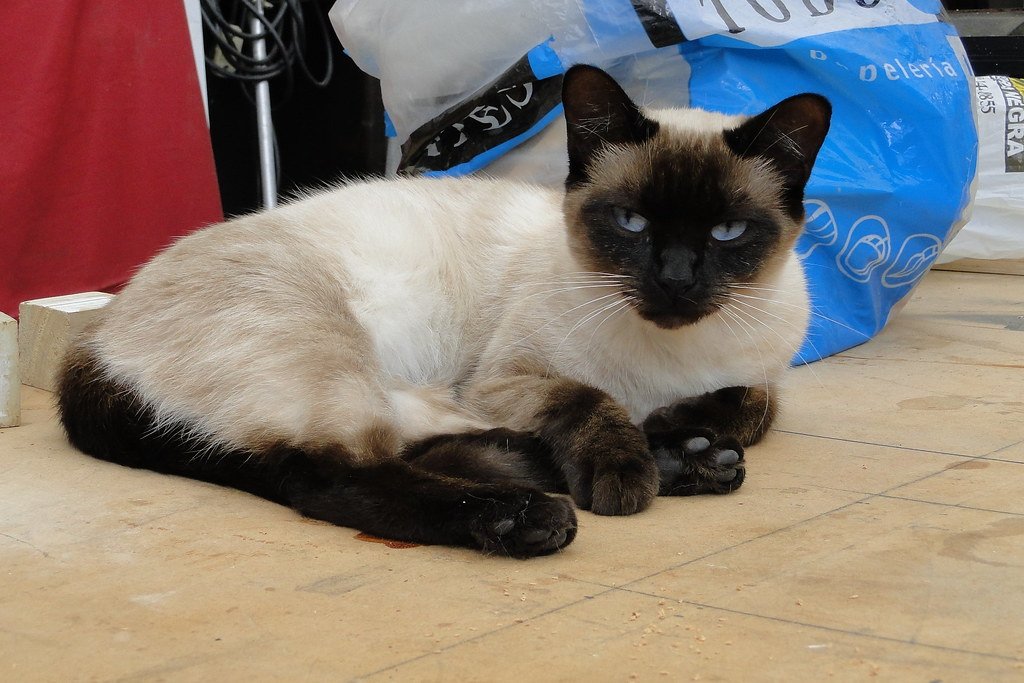 The Loyal and Loving Siamese (image credits: flickr)