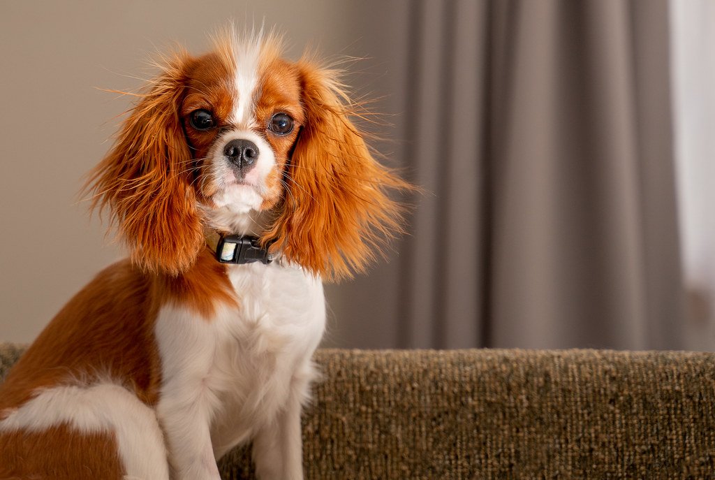 Cavalier King Charles Spaniel: The Gentle Socialite (image credits: flickr)