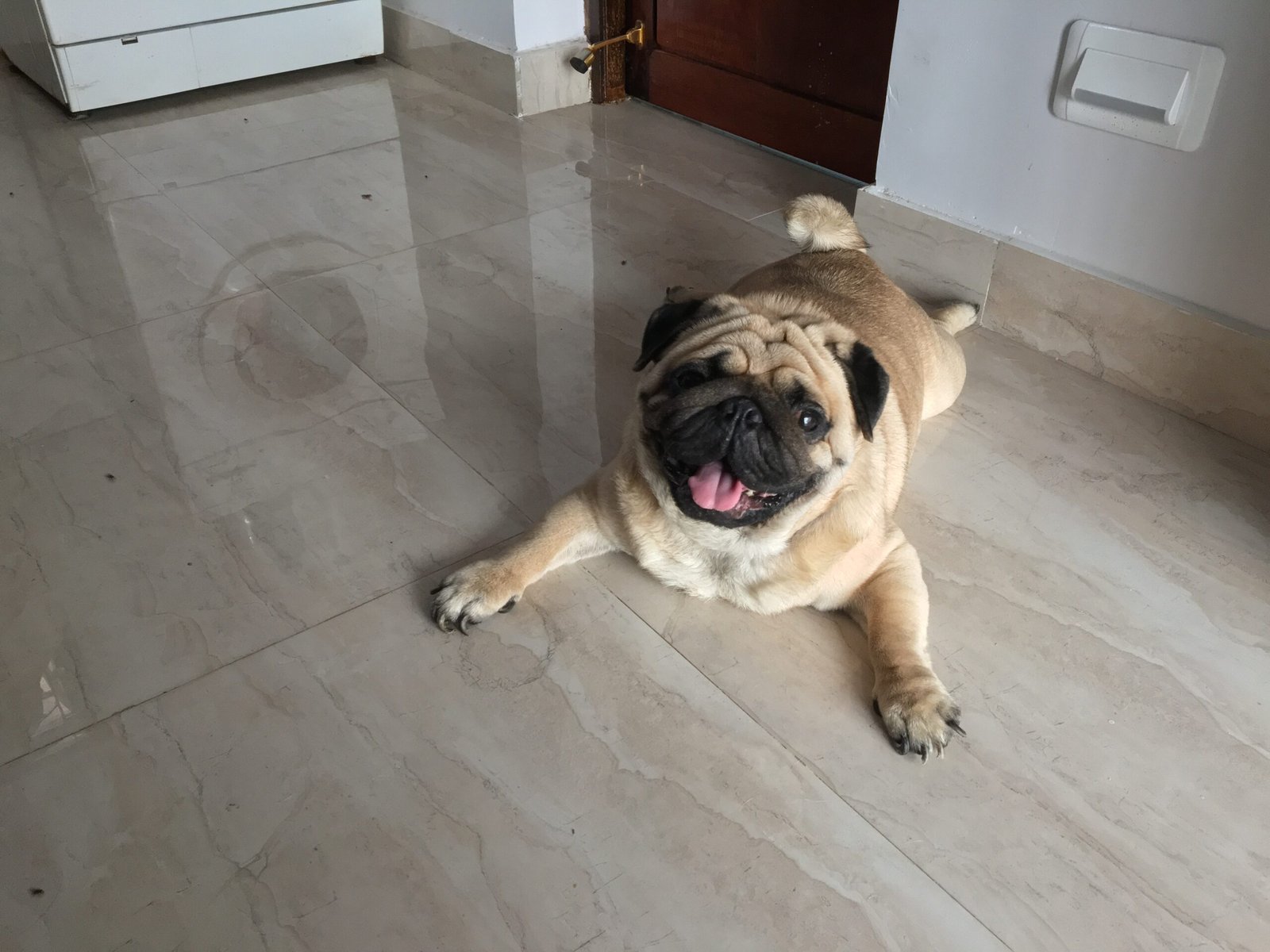 Pug: The Laid-Back Urbanite (image credits: wikimedia)