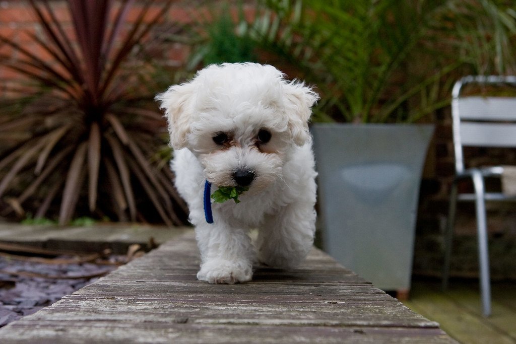 Bichon Frise: The Jovial City Sprite (image credits: flickr)