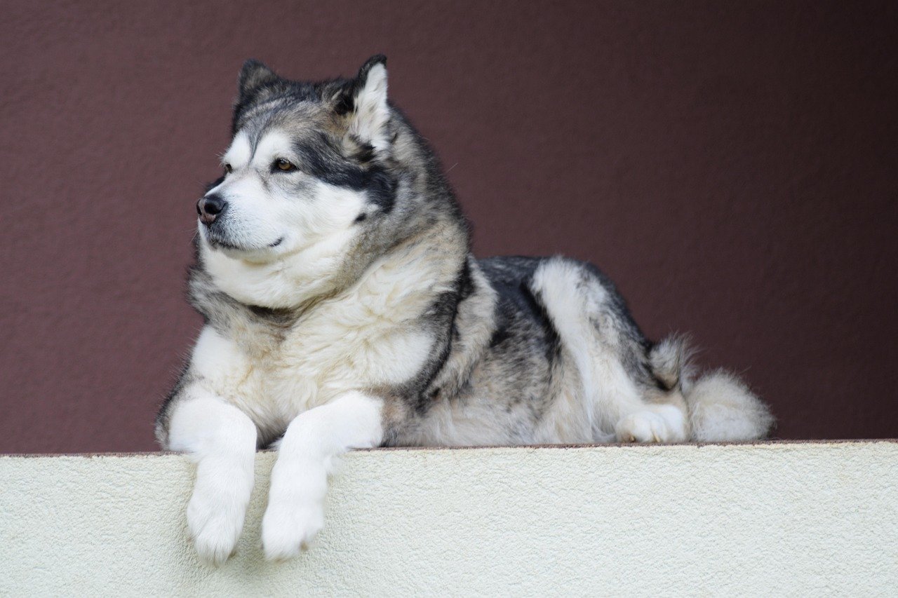 Dogs That Struggle in the City: Alaskan Malamute (image credits: pixabay)