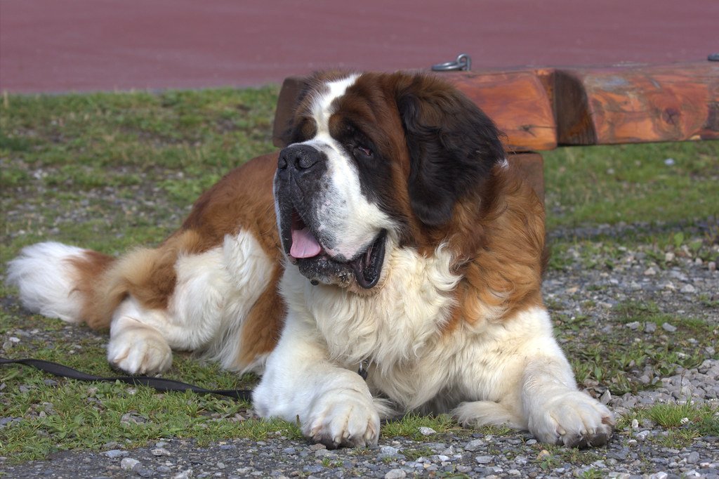 Dogs That Struggle in the City: Saint Bernard (image credits: flickr)