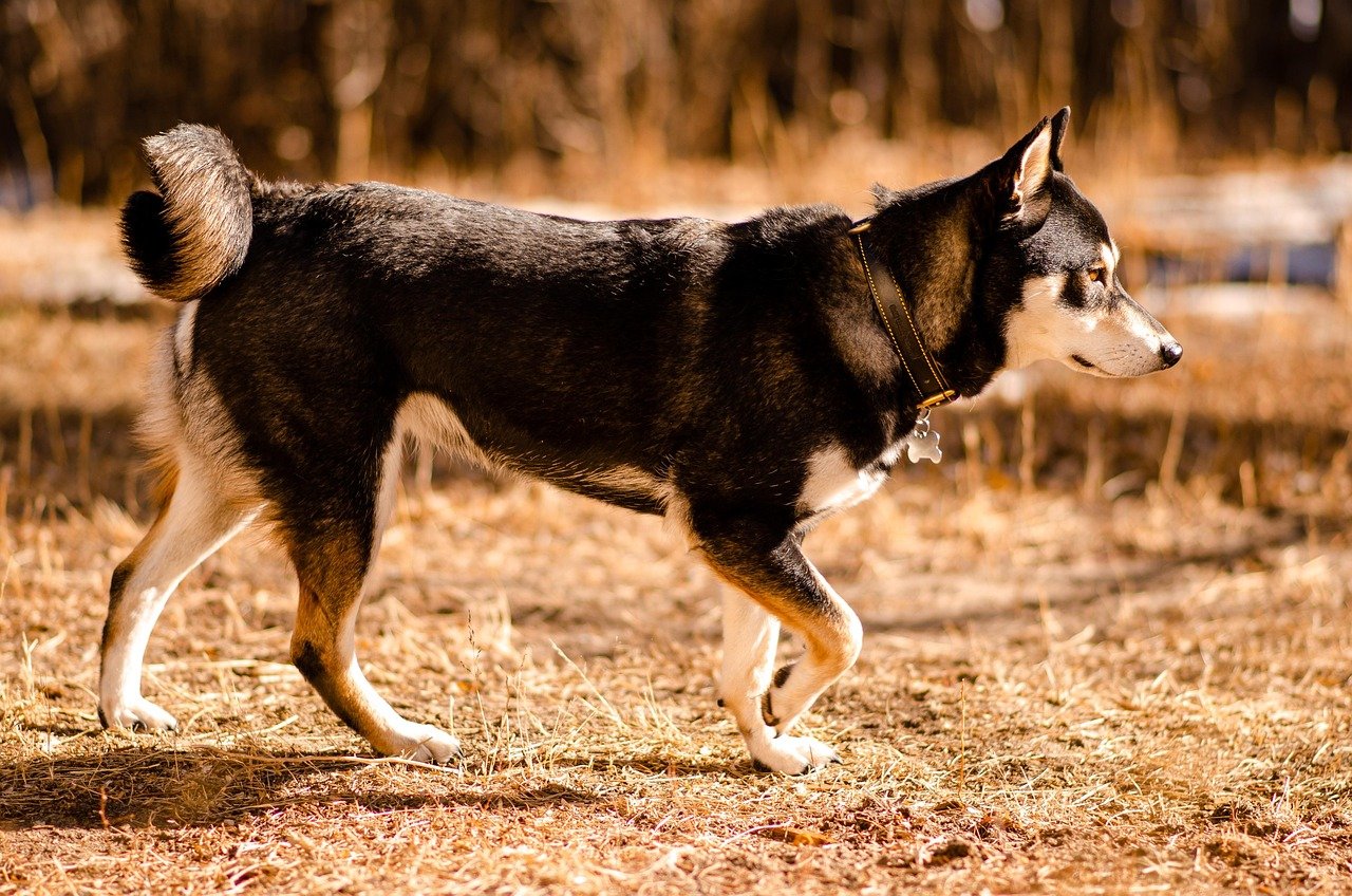 Shiba Inu: The Foxlike Free Spirit (image credits: pixabay)