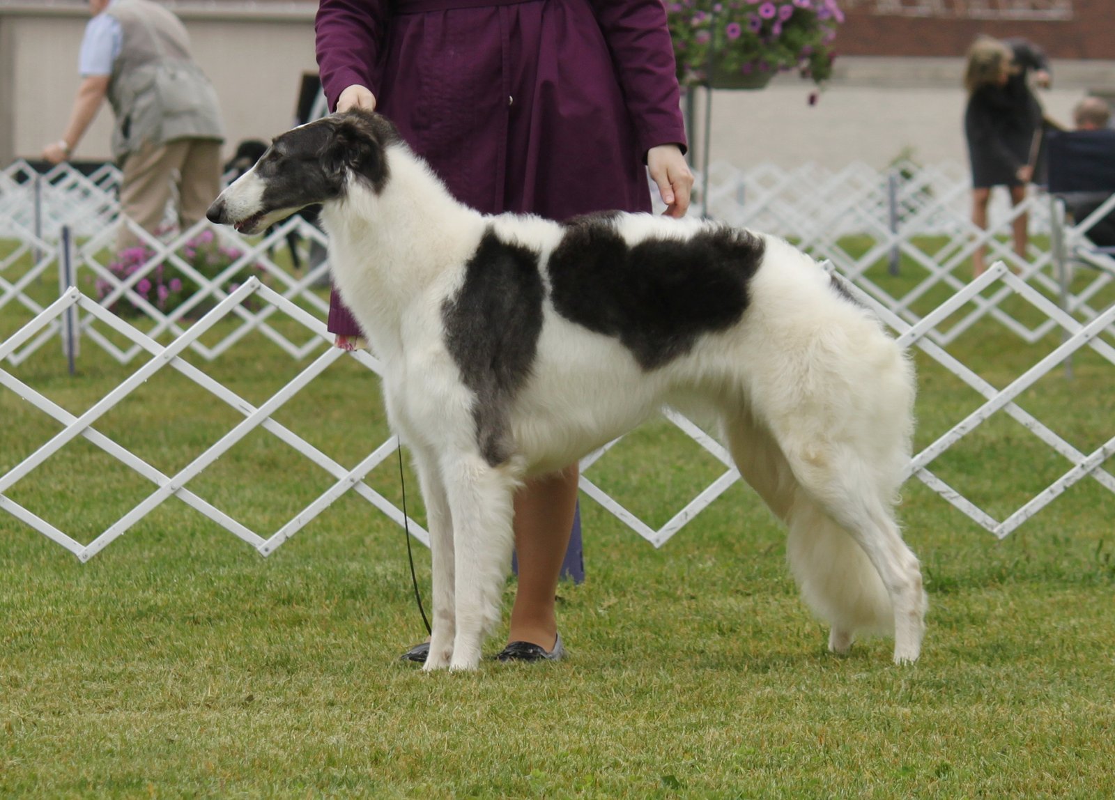 Borzoi: The Elegant Independent (image credits: wikimedia)