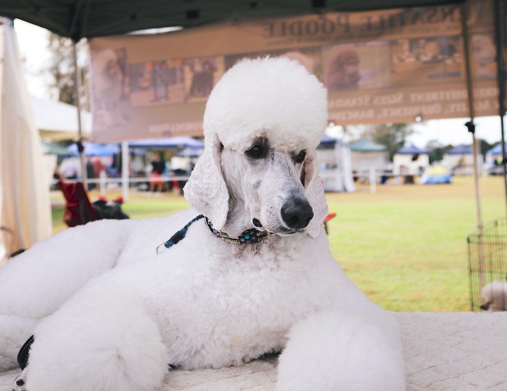 Poodle: Beauty, Brains, and Boundless Obedience (image credits: flickr)
