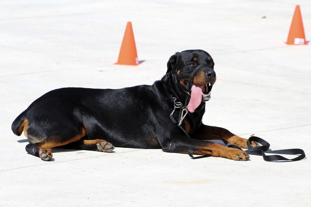 Rottweiler: Confident, Clever, and Consistent (image credits: pixabay)