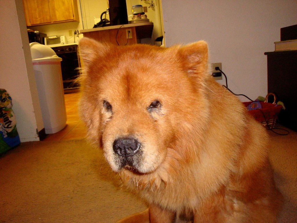 Chow Chow: The Aloof Aristocrat (image credits: flickr)