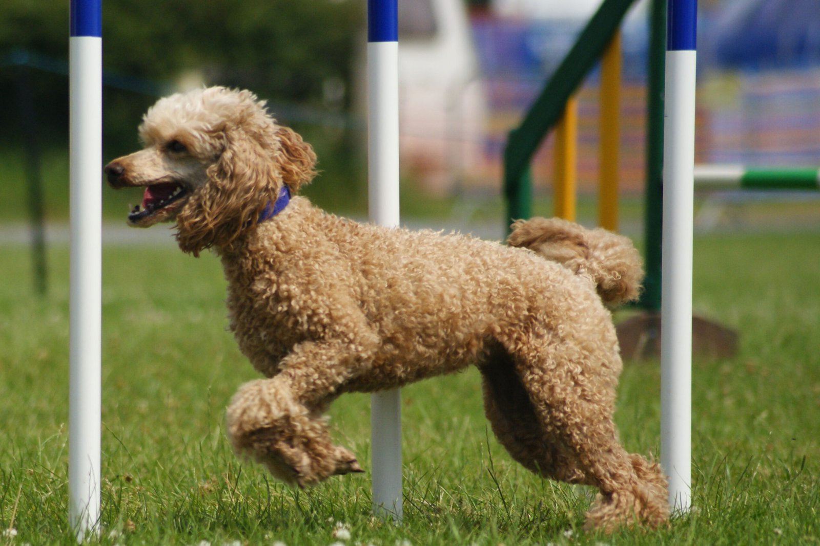 Poodle: The Clever Crowd-Pleaser (image credits: wikimedia)
