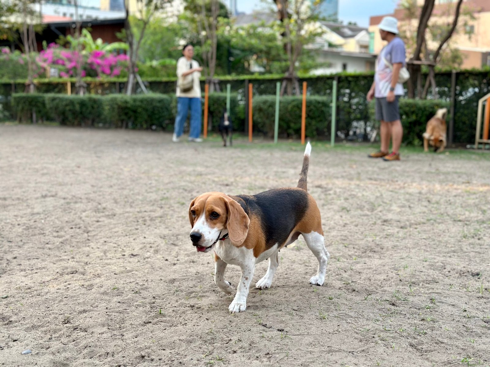 Beagle: The Stubborn Sweetheart (image credits: wikimedia)