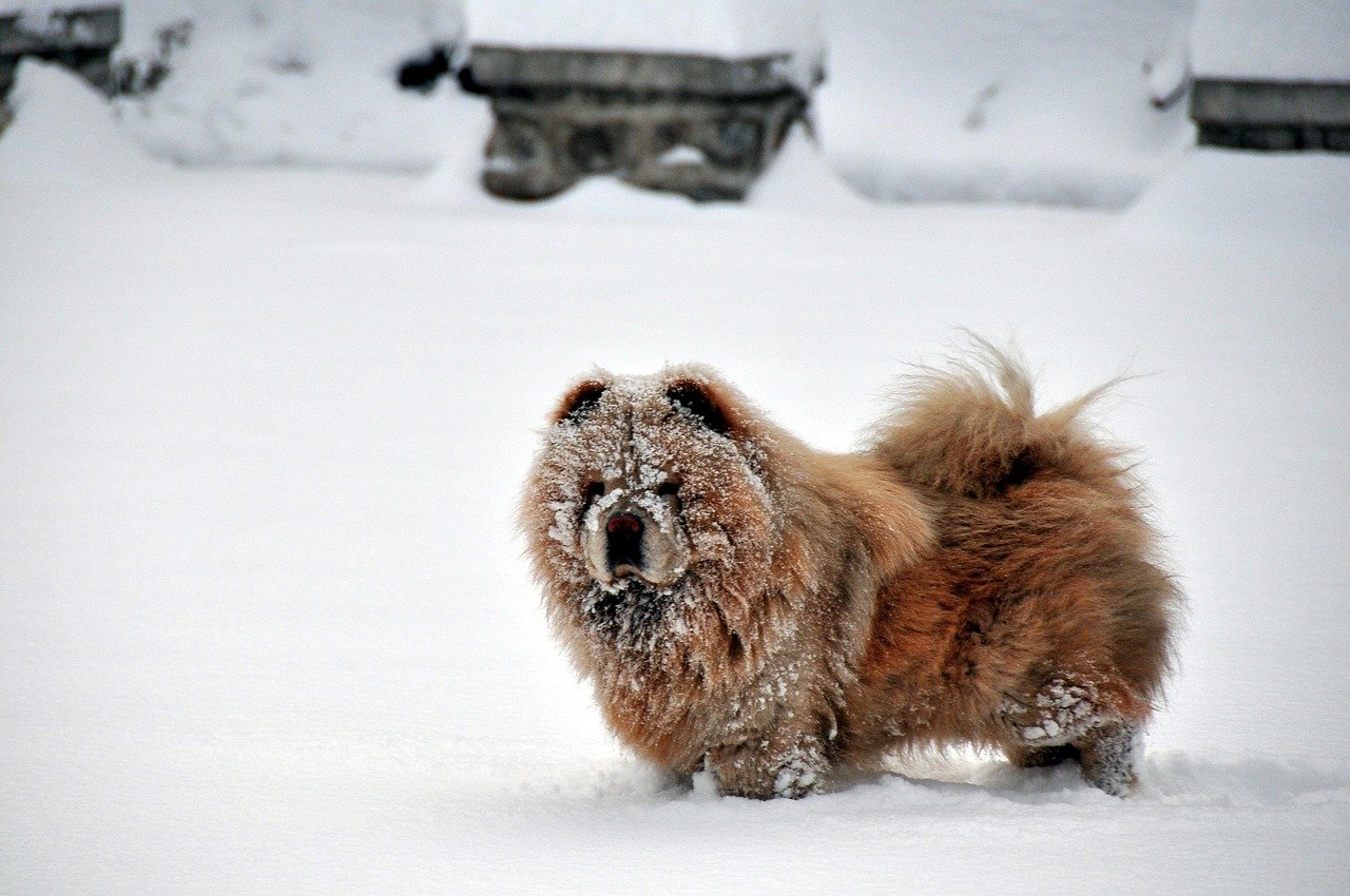 Chow Chow: The Willful Lion-Dog (image credits: pixabay)