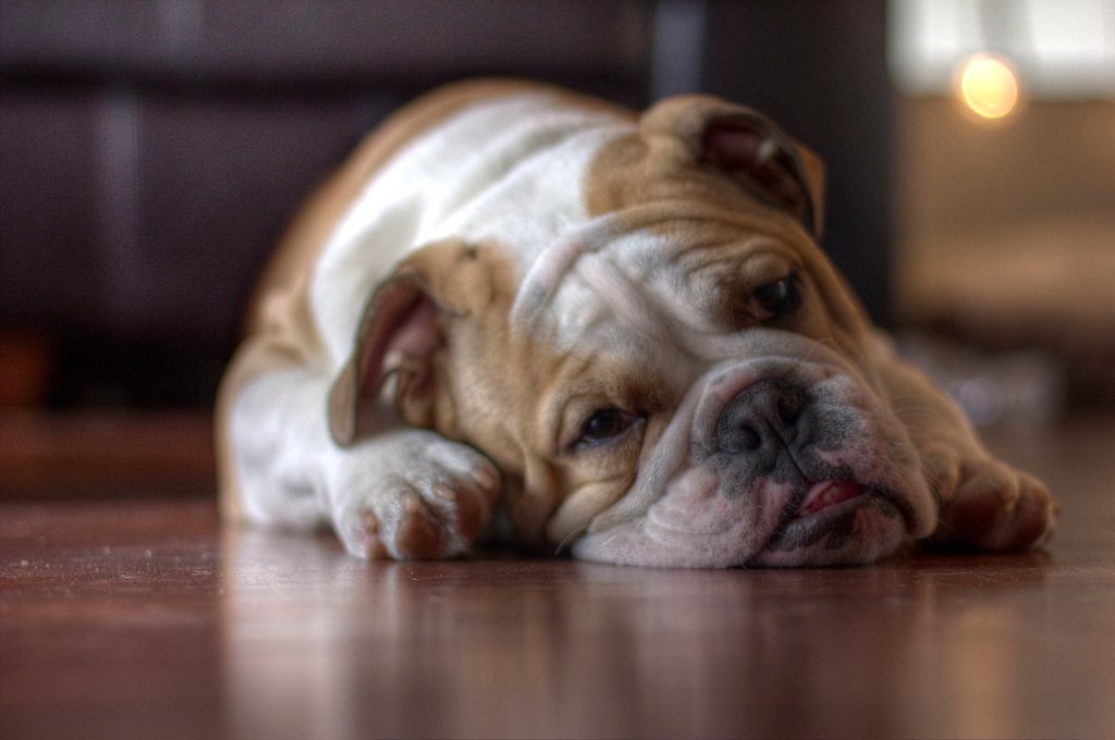 Bulldog: The Laid-Back Rebel (image credits: flickr)