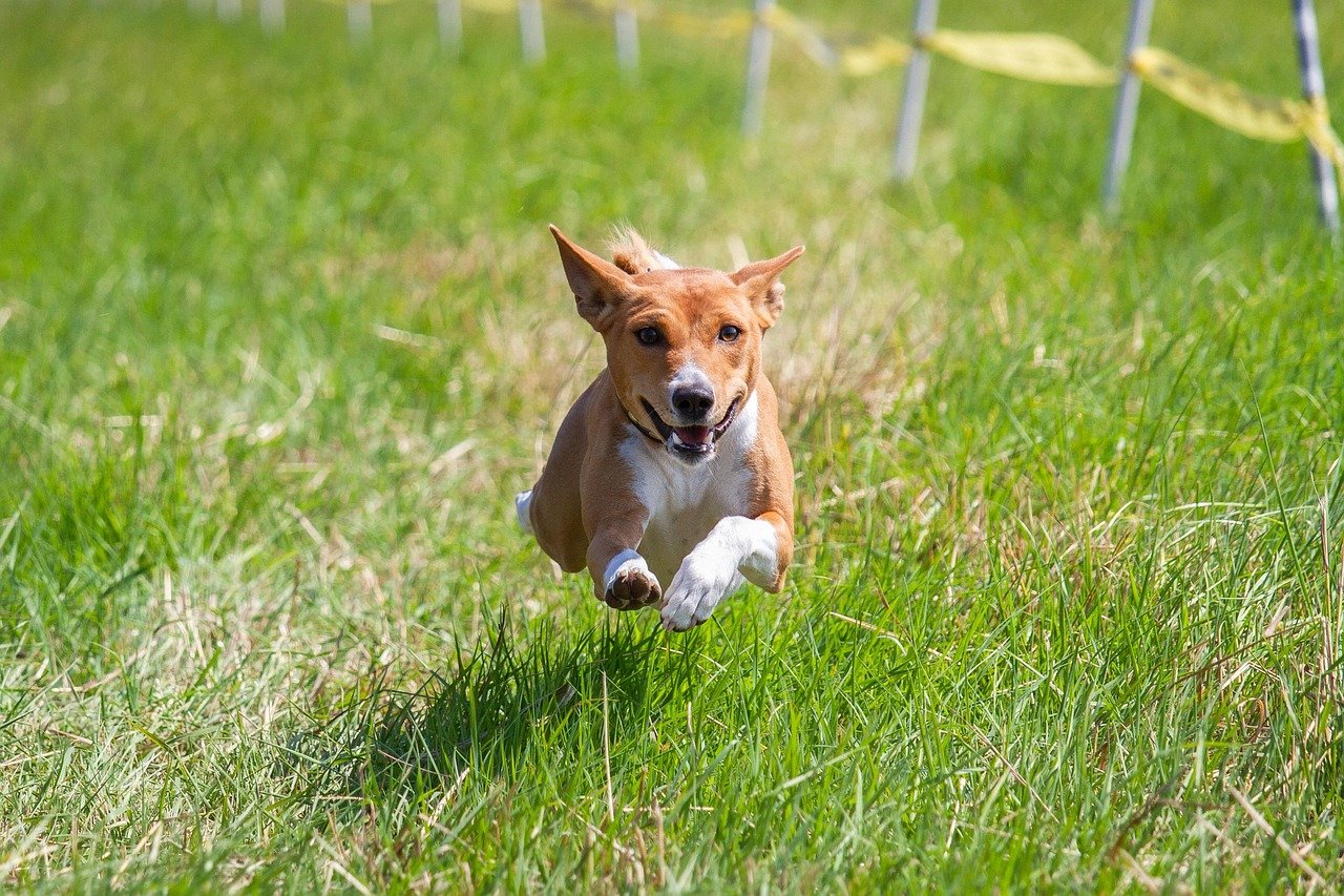Basenji: The Independent Adventurer (image credits: pixabay)