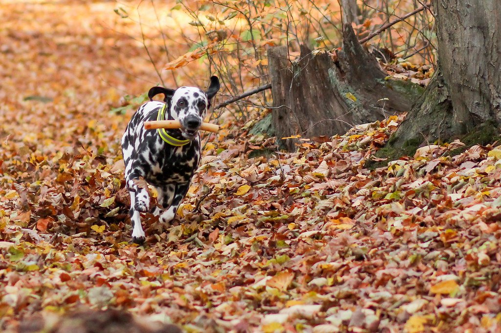 Dalmatian: The Energetic Wild Card (image credits: flickr)