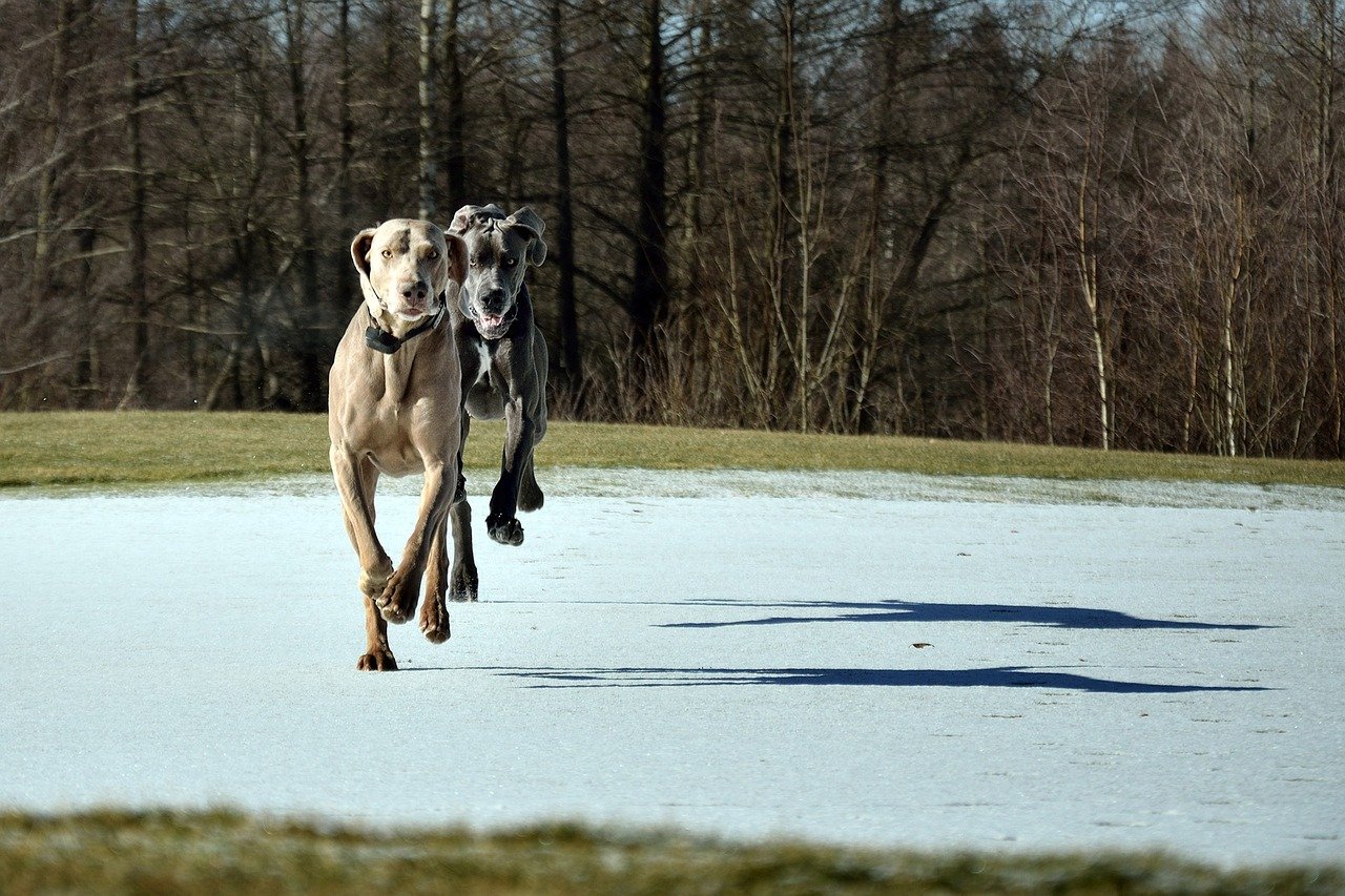 Weimaraner: Velcro Dog with High-Octane Needs (image credits: pixabay)