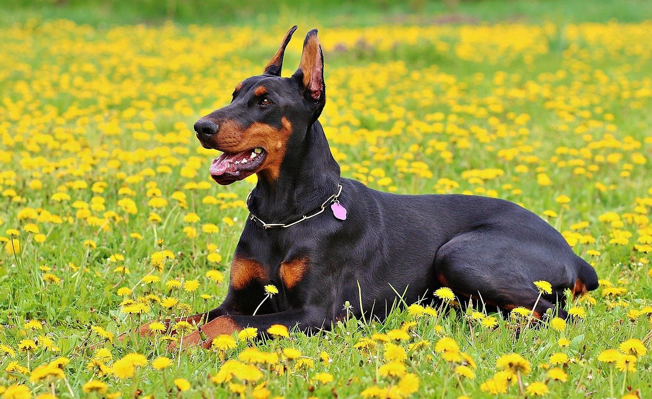 Doberman Pinscher: The Elegant Enforcer (image credits: pixabay)