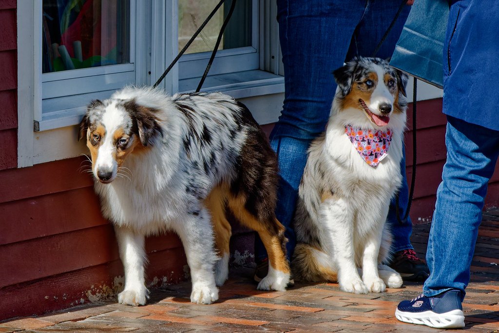 Australian Shepherd: The Energetic Genius (image credits: flickr)